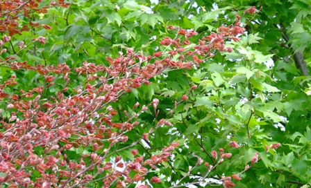 DSCF1675