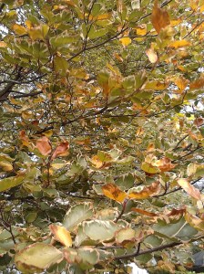 wpid-img_20141107_152417.jpg