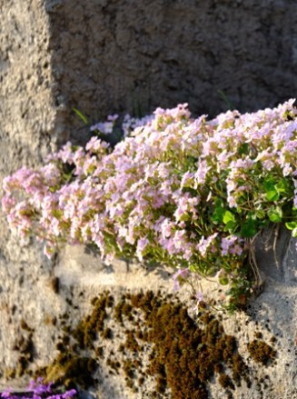 DSCF1660