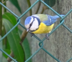 DSCF3942