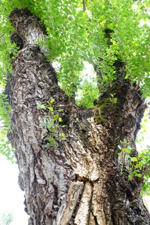 DSCF2741