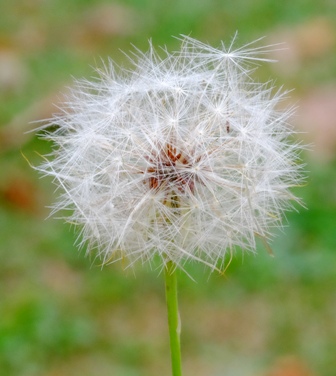 DSCF6686