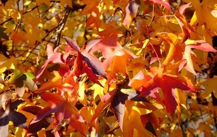 DSCF8535