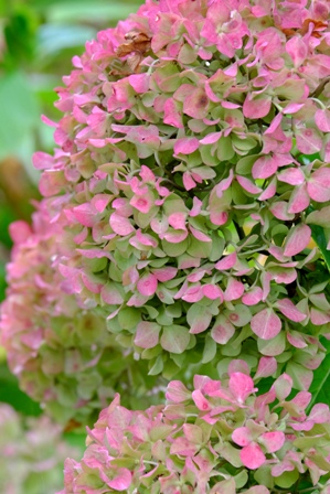 DSCF8632