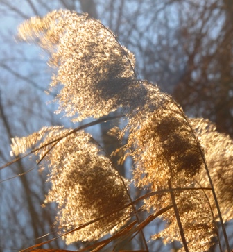 DSCF9616